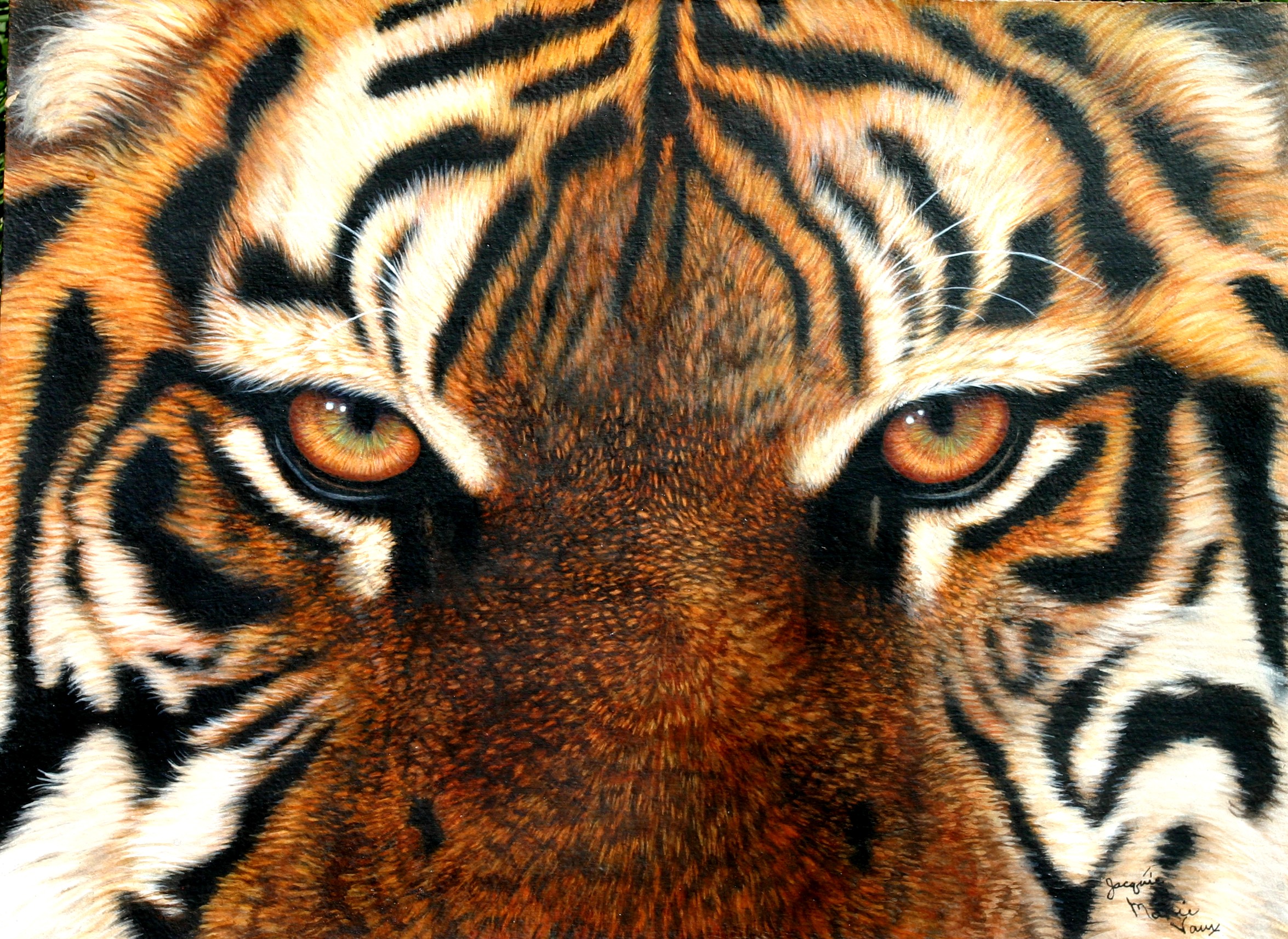 Bengal Tiger -Eyes