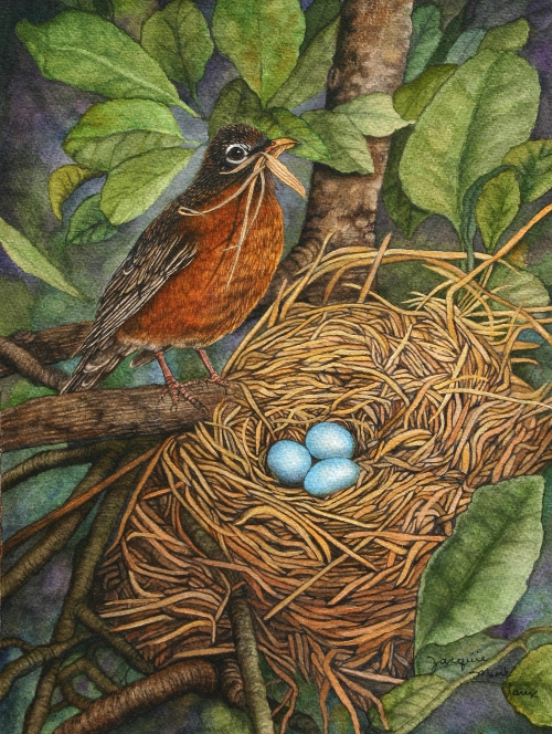Robin on the Nest
