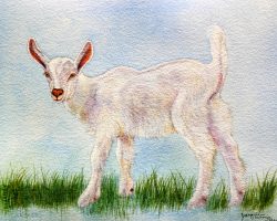 Animal Art | White Goat