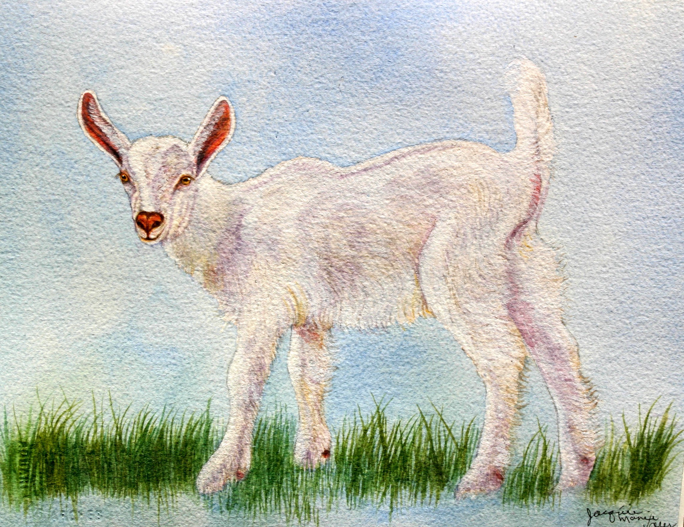 Animal Art | White Goat