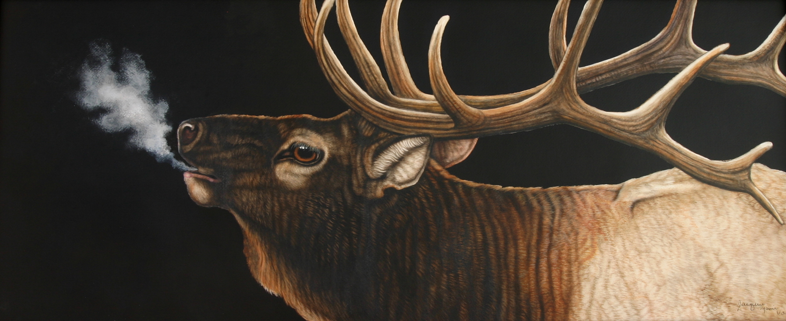 Animal art - bugling bull elk