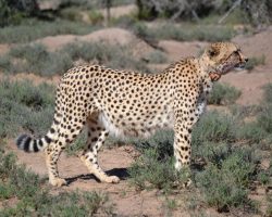 Sibella the Cheetah