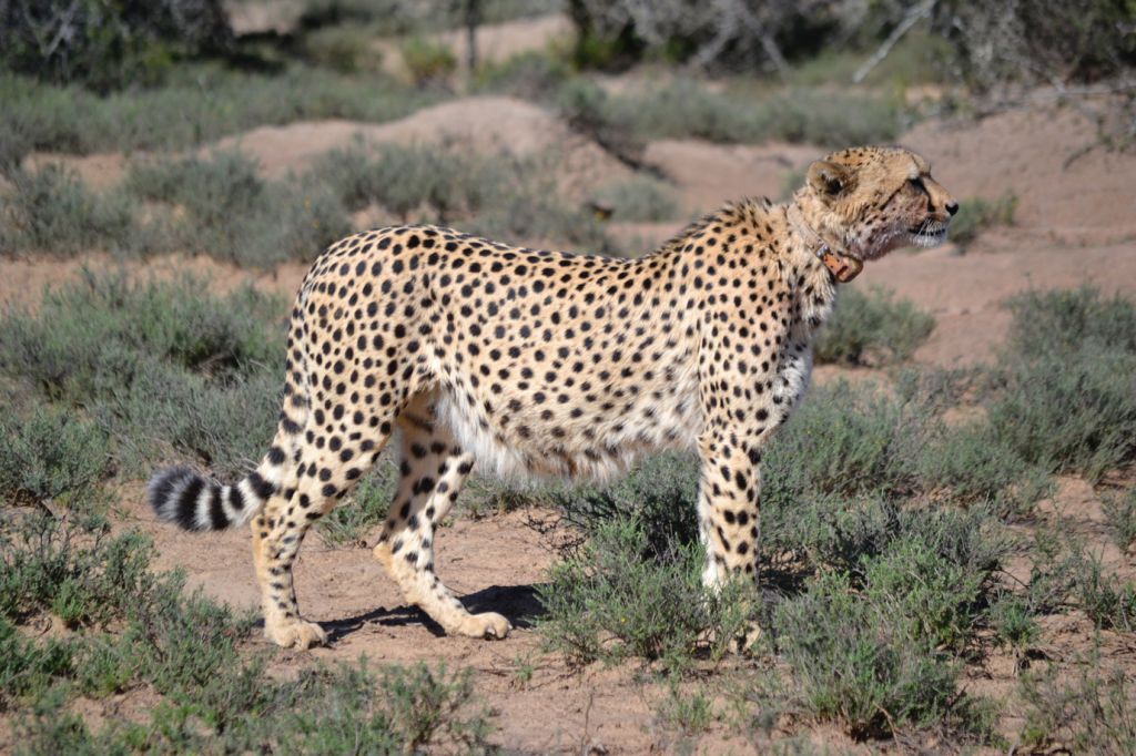 Sibella the Cheetah