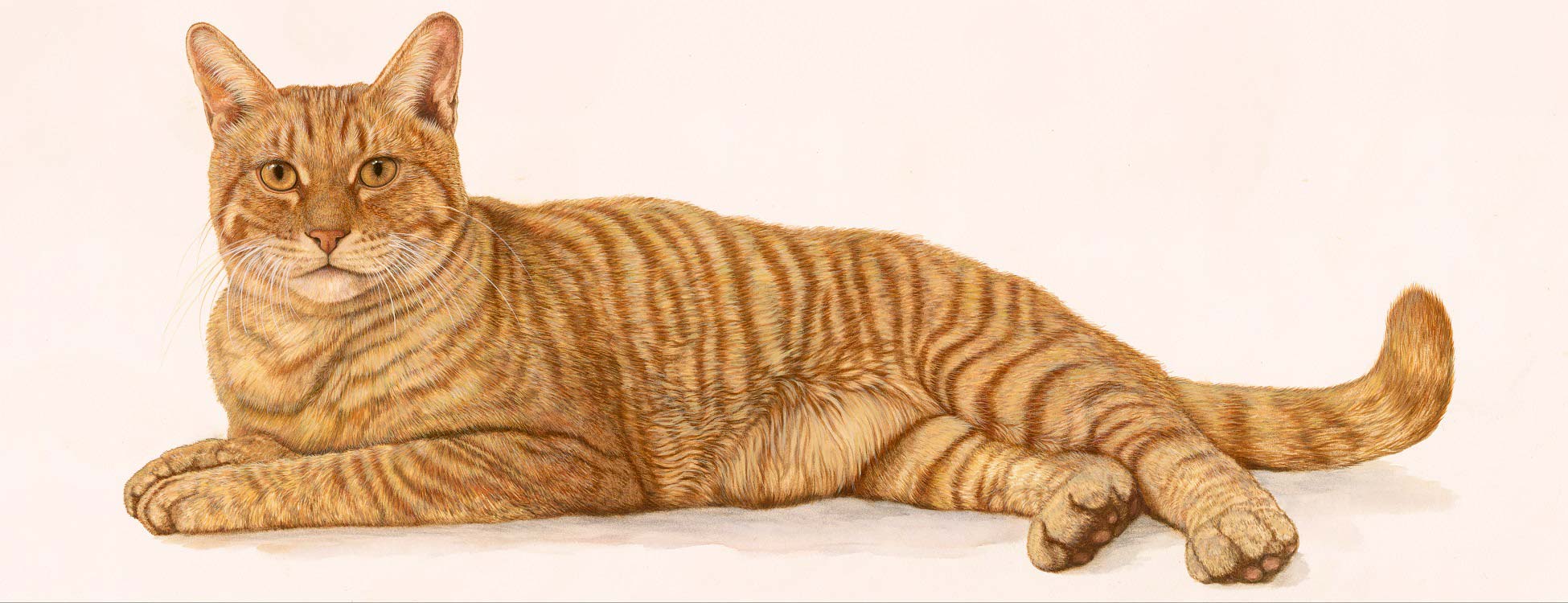Gold Tabby Cat Painting by Artist Jacquie Vaux