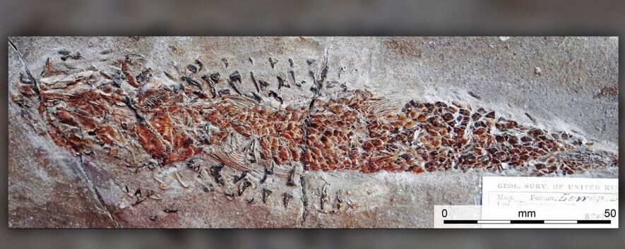 Science Tips  Tips  Tricks   Technology Ancient ‘squid attack’ revealed in 200-million-year-old fossil
