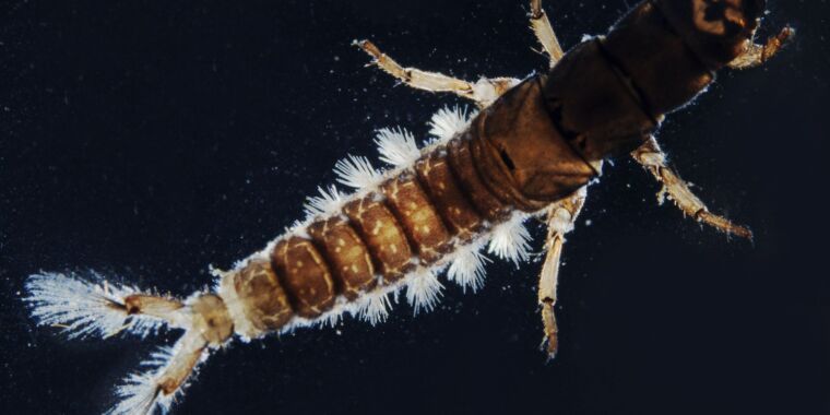 Science Tips  Tips  Tricks   Technology Caddis fly larvae are now building shelters out of microplastics