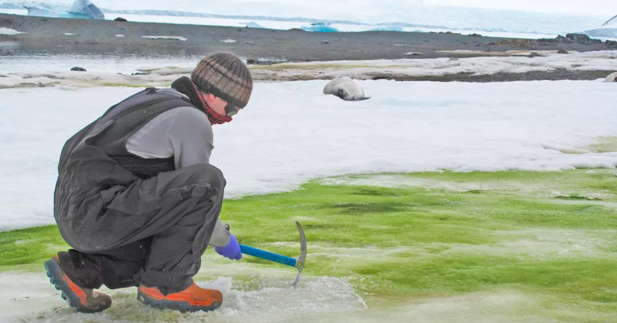 Science Tips  Tips  Tricks   Technology Climate change is causing Antarctica’s snow to turn green, study says