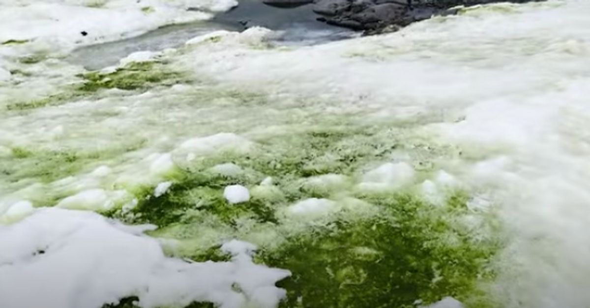 Science Tips  Tips  Tricks   Technology Climate Change Could Mean More Of Antarctica Turning Green With Algae