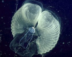 Science Tips  Tips  Tricks   Technology Scientists learn how tiny critters make ocean ‘snot palaces’