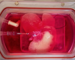 Science Tips  Tips  Tricks   Technology Scientists SUCCESSFULLY transplant mini HUMAN livers into RATS