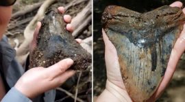 Science Tips  Tips  Tricks   Technology South Carolina couple discovers giant megaldon shark tooth in a muddy river bed