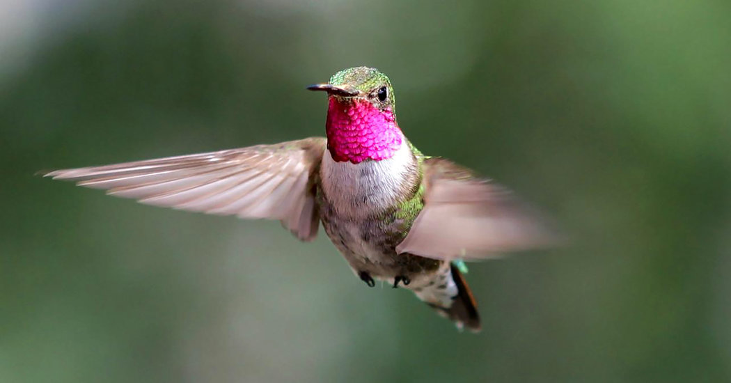 Science Tips  Tips  Tricks   Technology Hummingbirds Navigate an Ultraviolet World We Never See