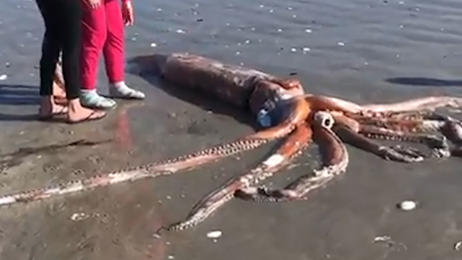 Science Tips  Tips  Tricks   Technology Giant squid washes ashore on South African beach: ‘I was in awe’ -TV