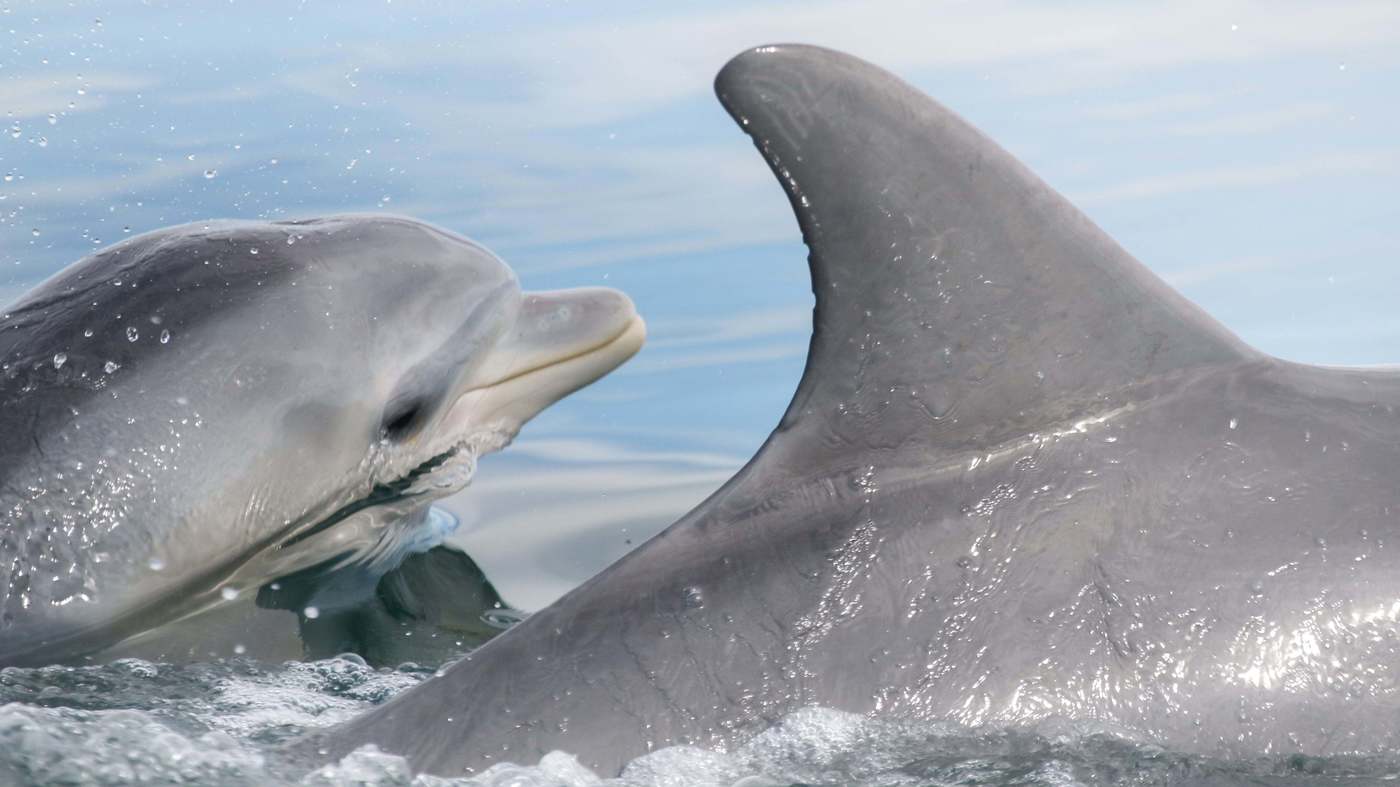 Science Tips  Tips  Tricks   Technology Dolphins Can Learn New Fishing Tricks From Their Pals