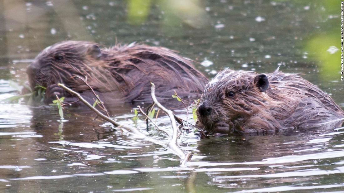 Science Tips  Tips  Tricks   Technology Beavers are gnawing away at the Arctic permafrost, and that’s bad for the planet