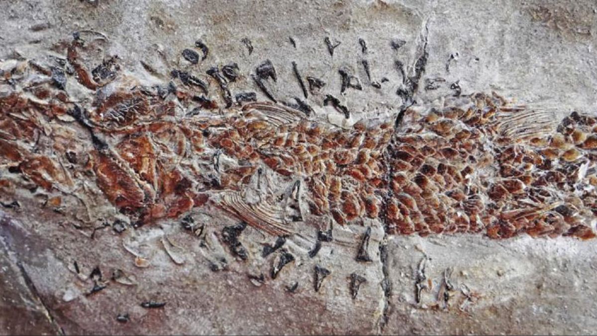 Science Tips  Tips  Tricks   Technology Dramatic Fossil Shows a Squid-Like Creature Crushing a Fish in Its Jaws