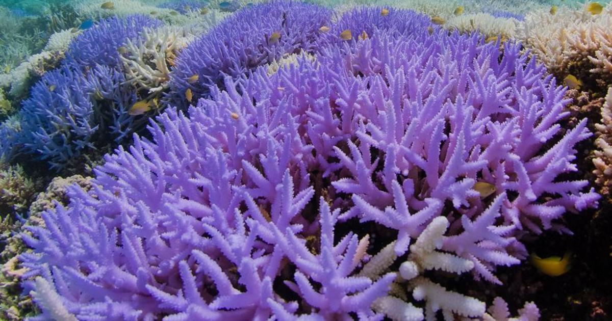 Science Tips  Tips  Tricks   Technology Dying coral reefs turn vibrant neon colors in apparent last-ditch effort to survive