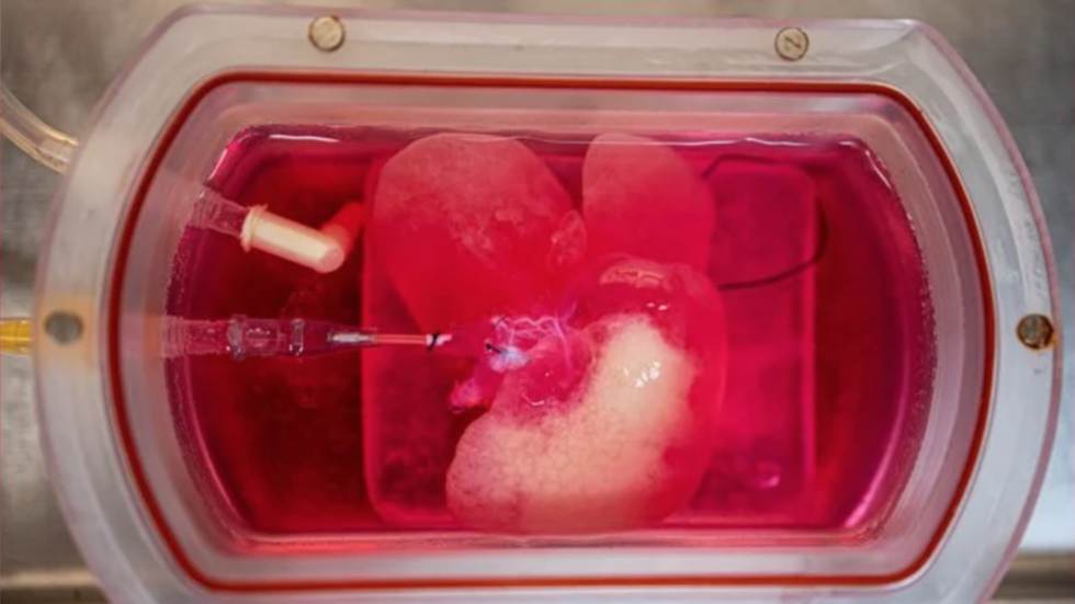 Science Tips  Tips  Tricks   Technology Scientists SUCCESSFULLY transplant mini HUMAN livers into RATS