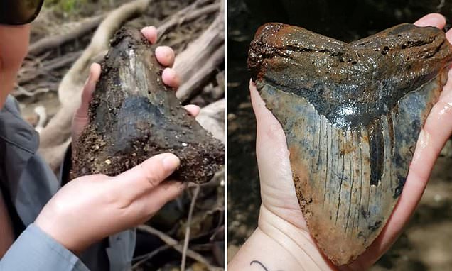 Science Tips  Tips  Tricks   Technology South Carolina couple discovers giant megaldon shark tooth in a muddy river bed