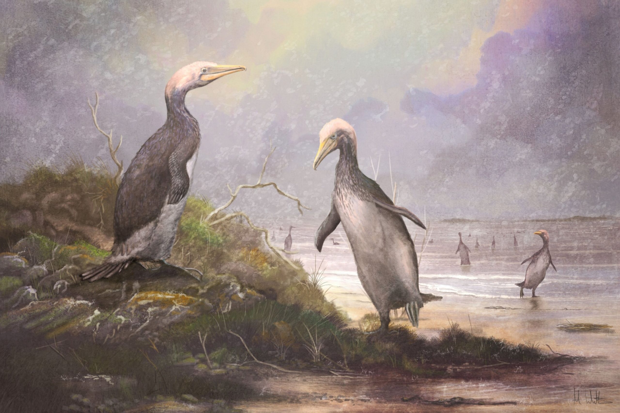Science Tips  Tips  Tricks   Technology New Zealand’s ancient monster penguins had northern hemisphere doppelgangers