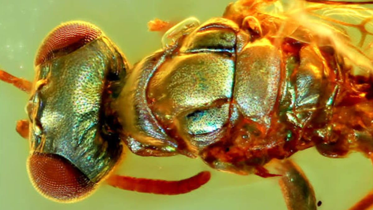 Science Tips  Tips  Tricks   Technology Incredible Amber Fossils Reveal the True Colors of Ancient Insects